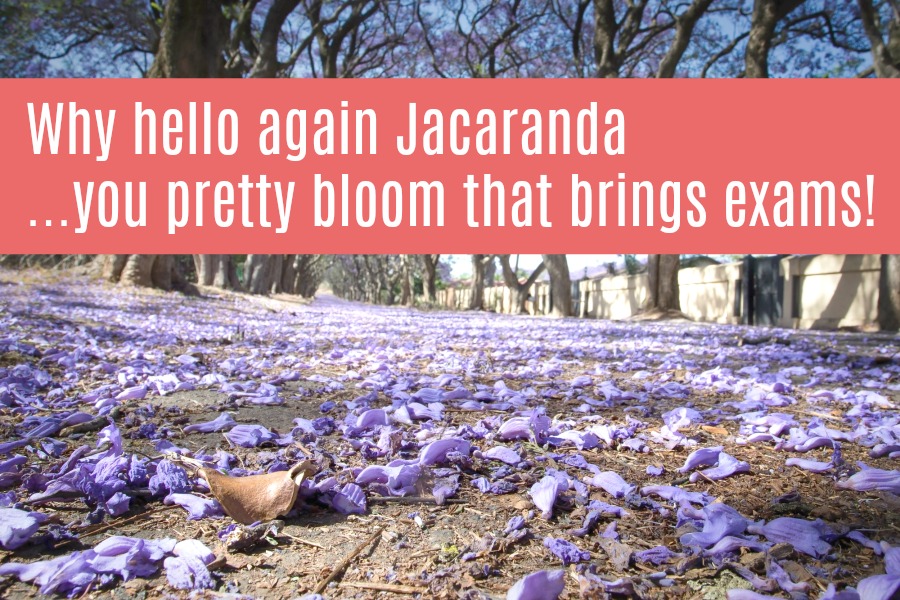 jacaranda and exams